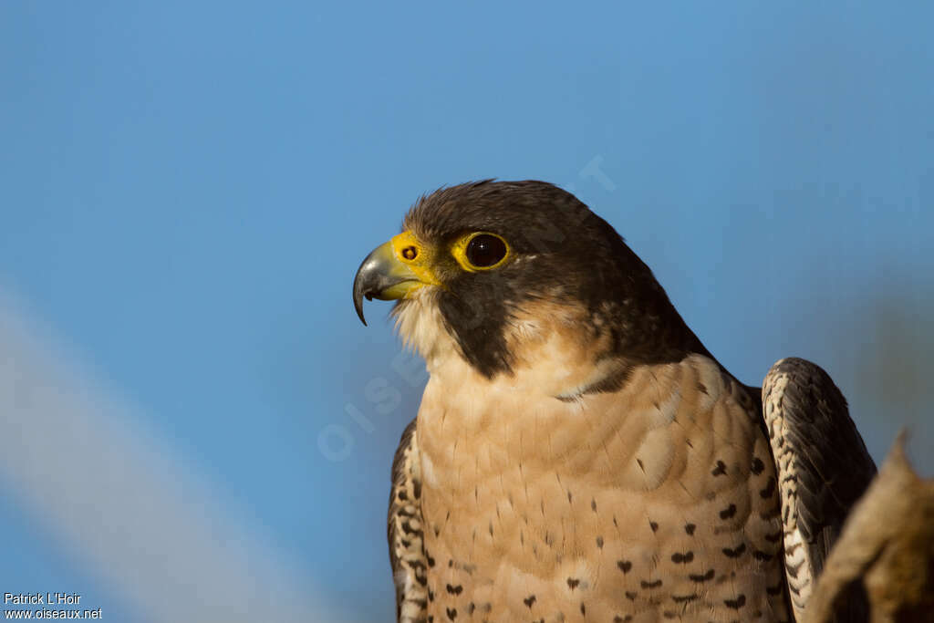 Faucon pèlerinadulte, portrait