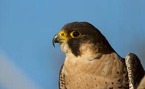 Peregrine Falcon