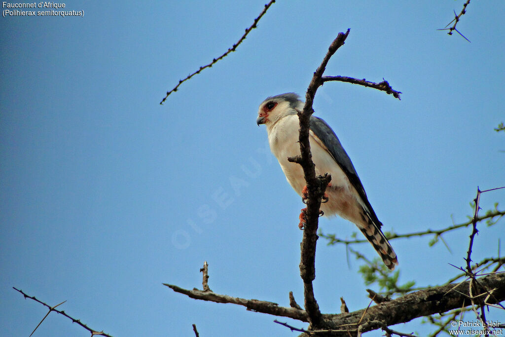 Pygmy Falcon