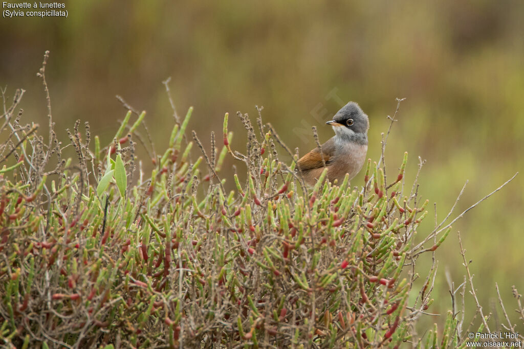 Spectacled Warbler