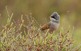 Spectacled Warbler