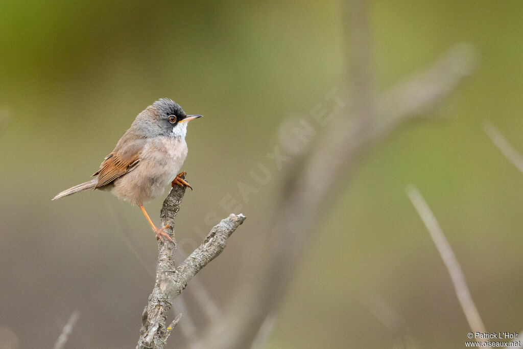 Spectacled Warbler