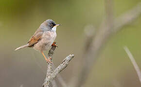 Spectacled Warbler