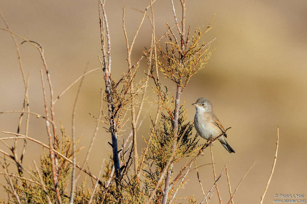 Spectacled Warbler