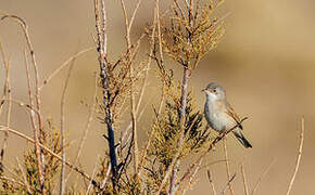 Spectacled Warbler