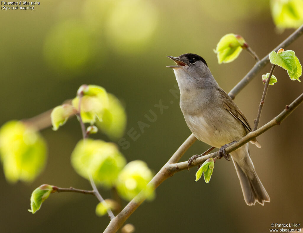 Eurasian Blackcap male adult breeding