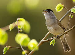 Eurasian Blackcap