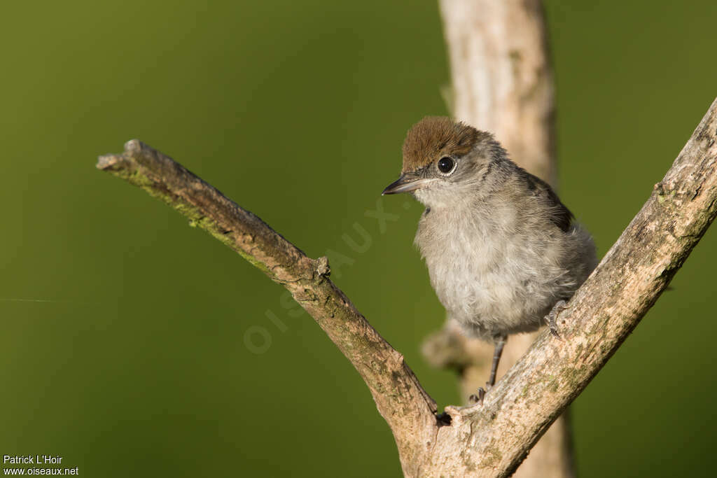 Eurasian BlackcapFirst year, close-up portrait