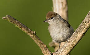 Eurasian Blackcap