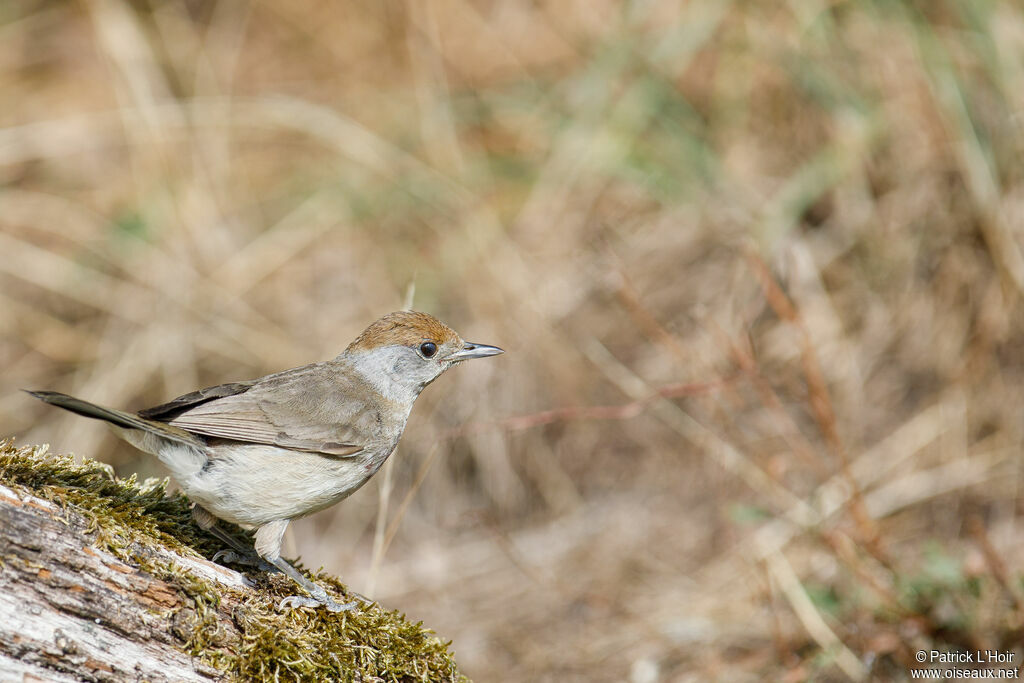 Eurasian Blackcap female adult