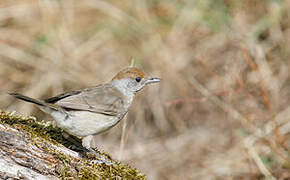 Eurasian Blackcap