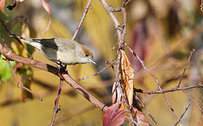 Eurasian Blackcap