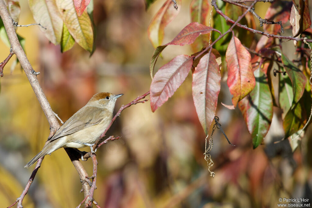 Eurasian Blackcap female