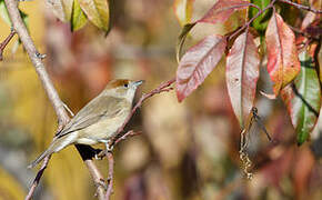 Eurasian Blackcap