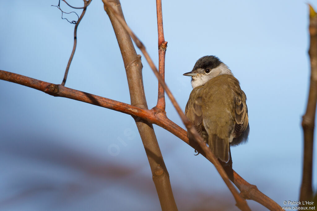 Eurasian Blackcap male