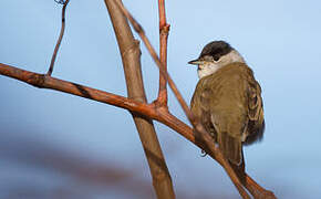 Eurasian Blackcap