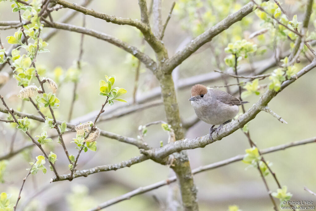 Eurasian Blackcap female adult breeding