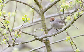 Eurasian Blackcap