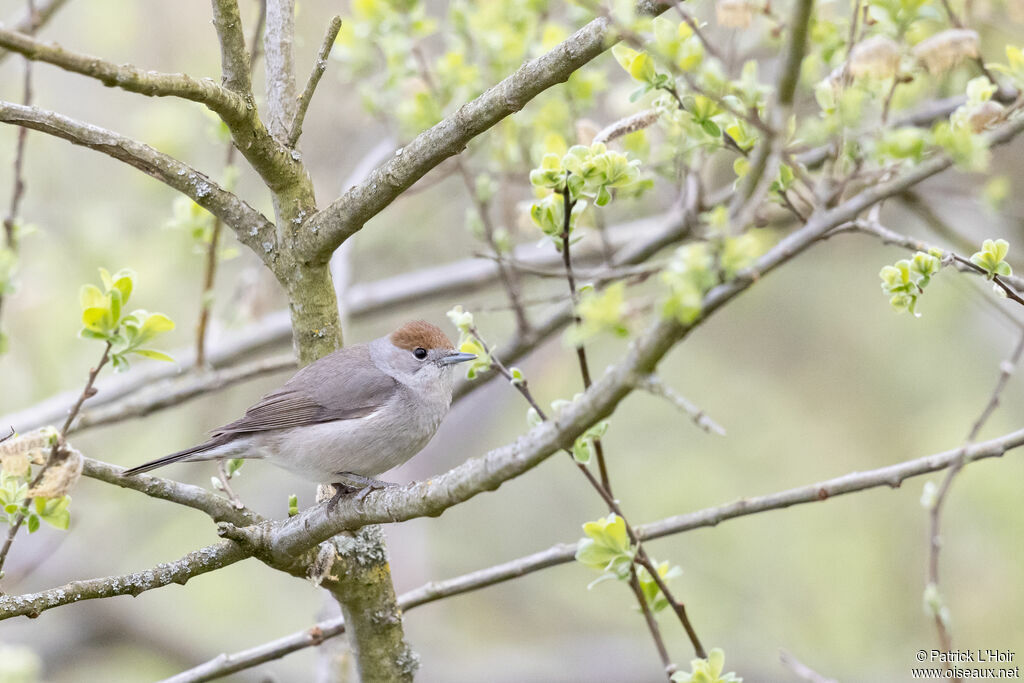 Eurasian Blackcap female adult breeding