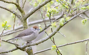 Eurasian Blackcap