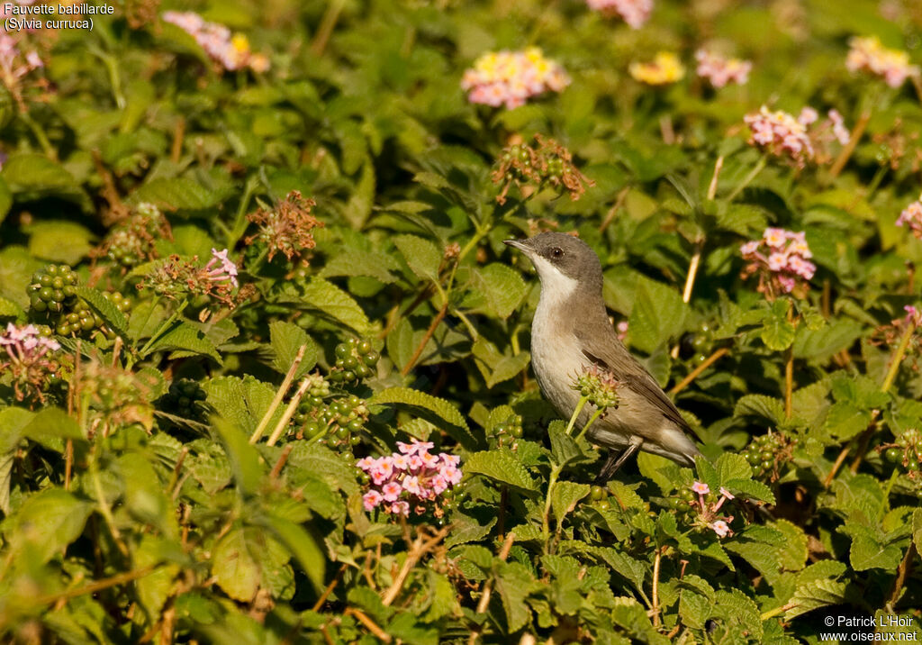 Lesser Whitethroatadult post breeding