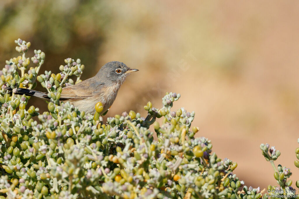 Tristram's Warbler