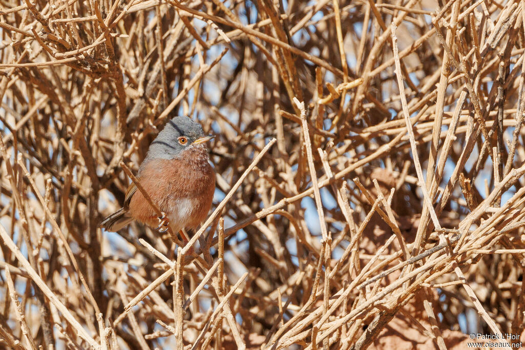 Tristram's Warbler