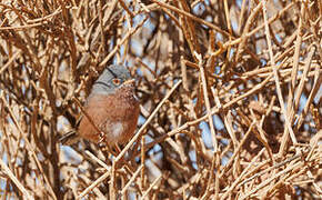 Tristram's Warbler