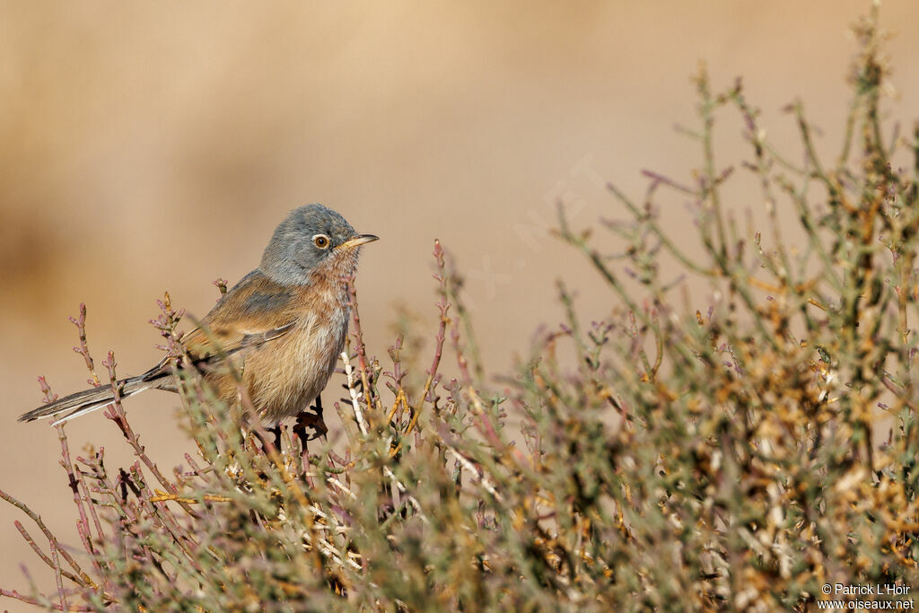 Tristram's Warbler