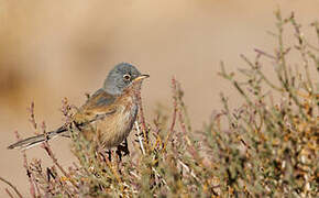 Tristram's Warbler