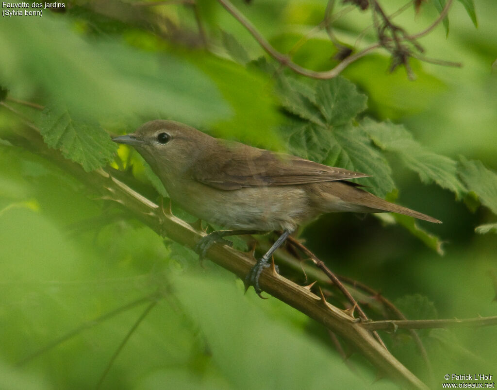 Fauvette des jardins