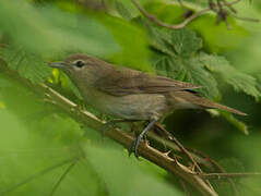 Garden Warbler