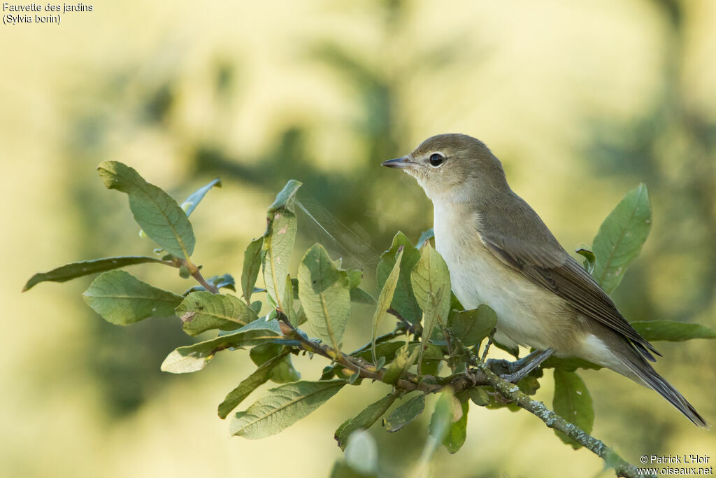 Garden Warbleradult post breeding