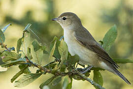 Garden Warbler