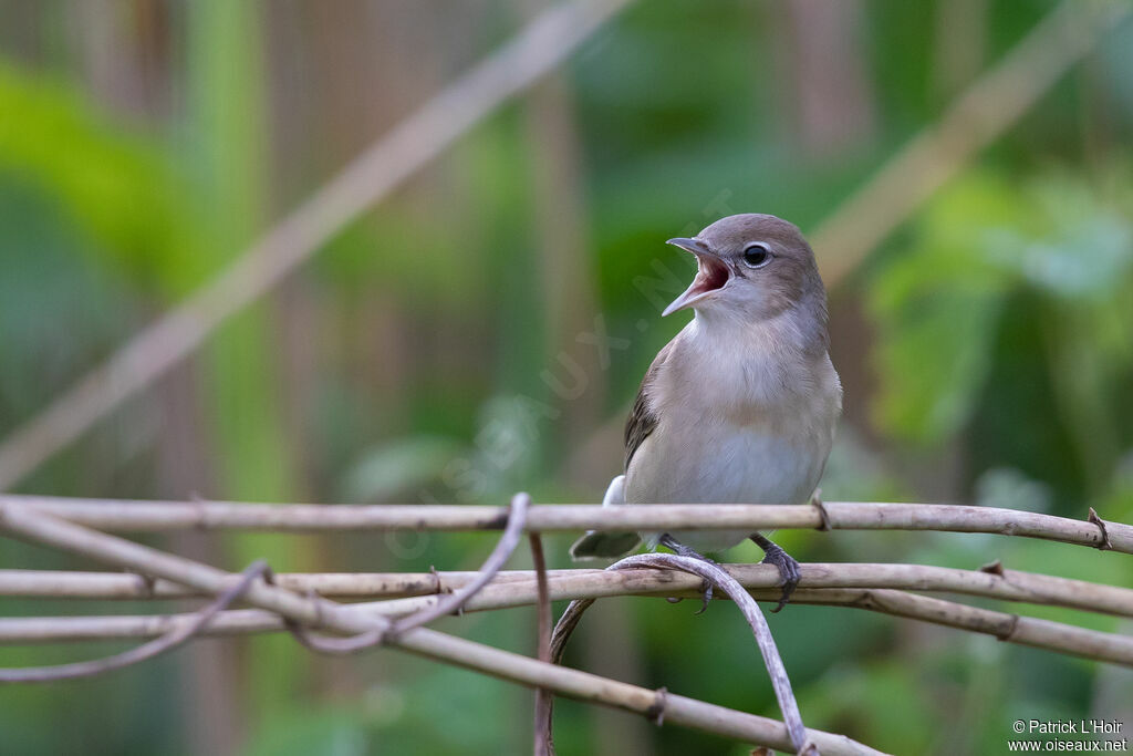 Garden Warbler