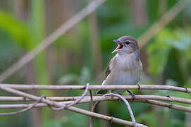 Garden Warbler