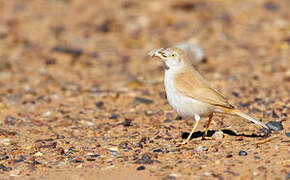 African Desert Warbler