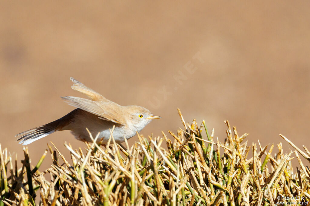 African Desert Warbler