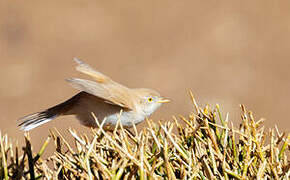 African Desert Warbler