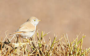 African Desert Warbler