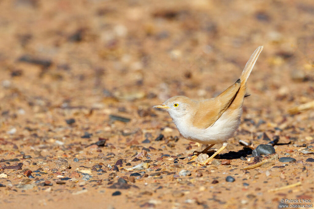 African Desert Warbler