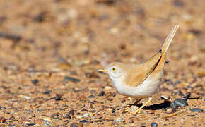 African Desert Warbler