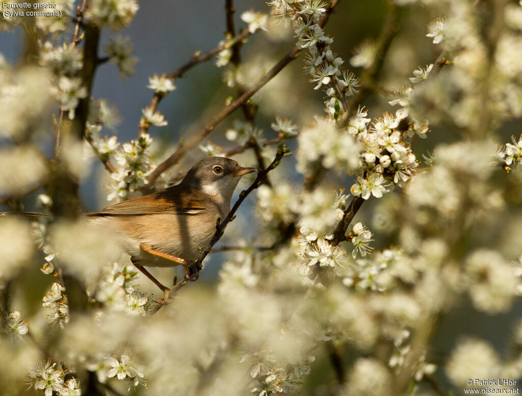 Fauvette grisette