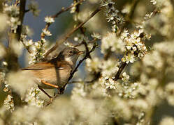 Common Whitethroat