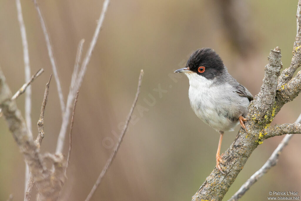 Sardinian Warbler male adult, close-up portrait