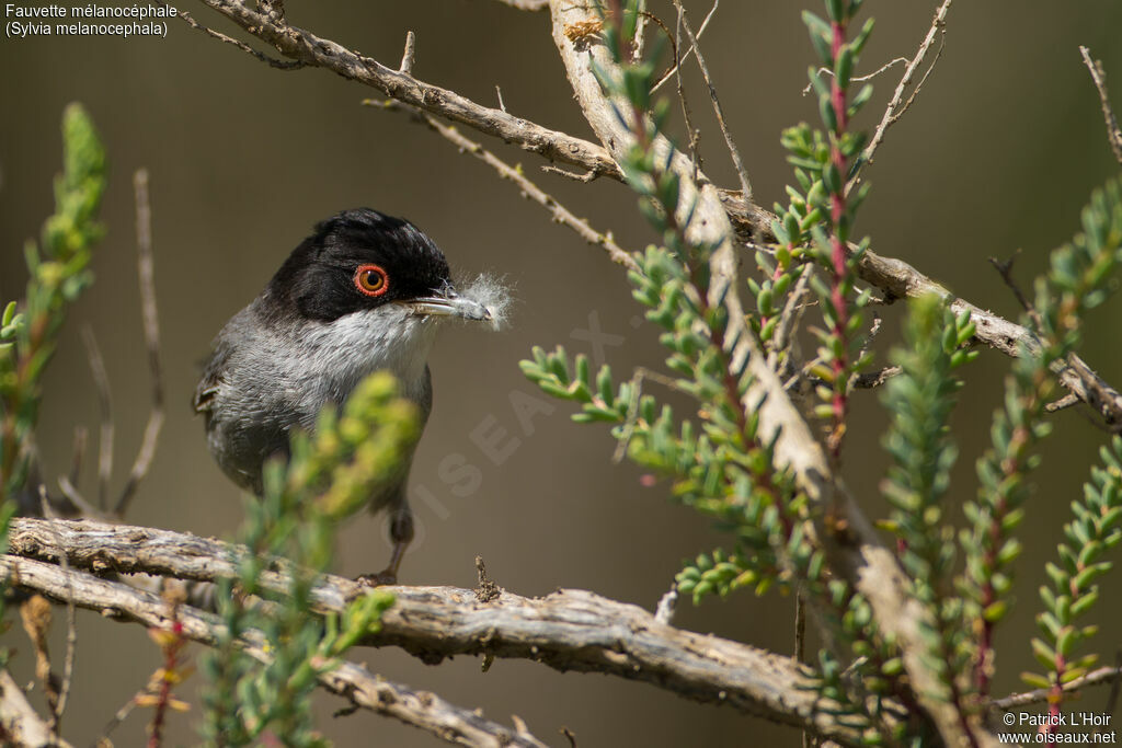 Sardinian Warbler male adult breeding, Reproduction-nesting