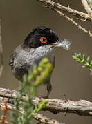 Sardinian Warbler