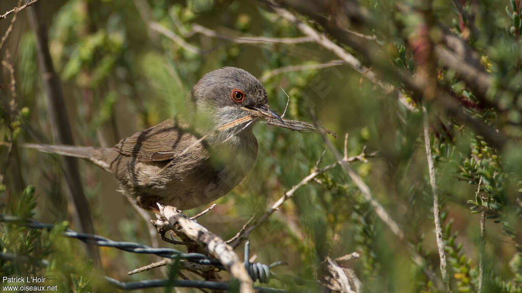 Sardinian Warbler female adult breeding, Reproduction-nesting