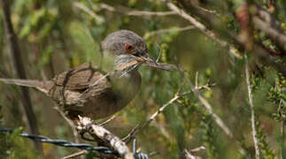 Sardinian Warbler