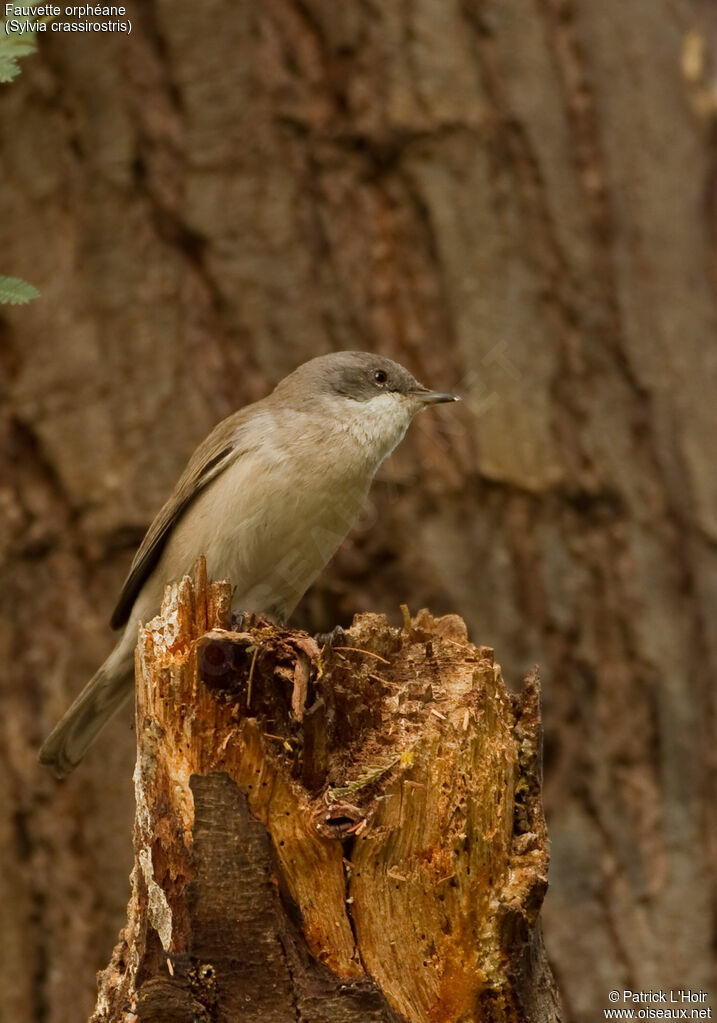 Fauvette orphéane